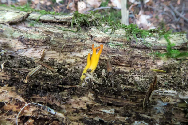 Calocera viscosa 1 - IMG_0725